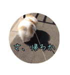 毎日使える！かわいすぎるポメラニアン1（個別スタンプ：8）