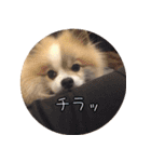 毎日使える！かわいすぎるポメラニアン1（個別スタンプ：9）