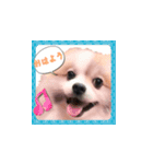毎日使える！かわいすぎるポメラニアン1（個別スタンプ：10）