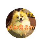 毎日使える！かわいすぎるポメラニアン1（個別スタンプ：12）