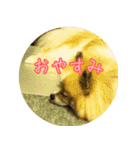 毎日使える！かわいすぎるポメラニアン1（個別スタンプ：13）