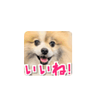 毎日使える！かわいすぎるポメラニアン1（個別スタンプ：14）