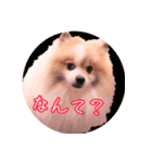 毎日使える！かわいすぎるポメラニアン1（個別スタンプ：16）