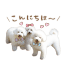 ビションフリーゼ大集合♡♡♡（個別スタンプ：2）