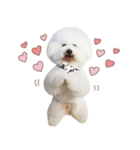 ビションフリーゼ大集合♡♡♡（個別スタンプ：3）