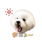 ビションフリーゼ大集合♡♡♡（個別スタンプ：4）