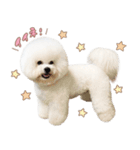 ビションフリーゼ大集合♡♡♡（個別スタンプ：5）