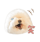 ビションフリーゼ大集合♡♡♡（個別スタンプ：13）