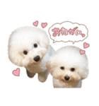 ビションフリーゼ大集合♡♡♡（個別スタンプ：14）