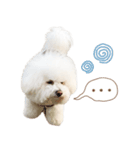 ビションフリーゼ大集合♡♡♡（個別スタンプ：15）