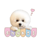 ビションフリーゼ大集合♡♡♡（個別スタンプ：19）