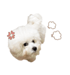 ビションフリーゼ大集合♡♡♡（個別スタンプ：21）