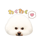 ビションフリーゼ大集合♡♡♡（個別スタンプ：22）
