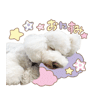 ビションフリーゼ大集合♡♡♡（個別スタンプ：24）