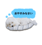 わたあめ②（個別スタンプ：2）