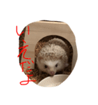 日常会話で使えるハリーちゃん（個別スタンプ：5）