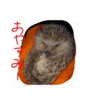 日常会話で使えるハリーちゃん（個別スタンプ：6）