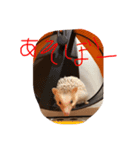 日常会話で使えるハリーちゃん（個別スタンプ：8）