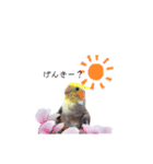 オカメインコのつばめちゃん（個別スタンプ：2）