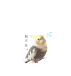 オカメインコのつばめちゃん（個別スタンプ：5）