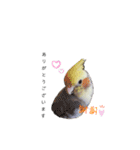 オカメインコのつばめちゃん（個別スタンプ：6）