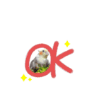 オカメインコのつばめちゃん（個別スタンプ：10）