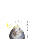 オカメインコのつばめちゃん（個別スタンプ：11）