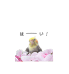 オカメインコのつばめちゃん（個別スタンプ：12）