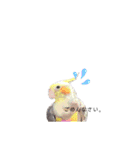 オカメインコのつばめちゃん（個別スタンプ：13）