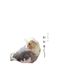 オカメインコのつばめちゃん（個別スタンプ：16）