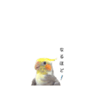 オカメインコのつばめちゃん（個別スタンプ：17）