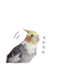 オカメインコのつばめちゃん（個別スタンプ：18）