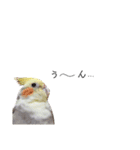 オカメインコのつばめちゃん（個別スタンプ：19）