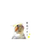 オカメインコのつばめちゃん（個別スタンプ：20）