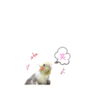 オカメインコのつばめちゃん（個別スタンプ：21）