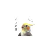 オカメインコのつばめちゃん（個別スタンプ：22）