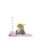 オカメインコのつばめちゃん（個別スタンプ：23）