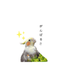 オカメインコのつばめちゃん（個別スタンプ：24）