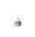 オカメインコのつばめちゃん（個別スタンプ：25）