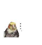 オカメインコのつばめちゃん（個別スタンプ：27）