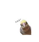 オカメインコのつばめちゃん（個別スタンプ：29）