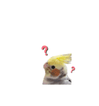 オカメインコのつばめちゃん（個別スタンプ：30）