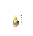 オカメインコのつばめちゃん（個別スタンプ：31）