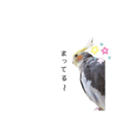 オカメインコのつばめちゃん（個別スタンプ：34）