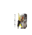 オカメインコのつばめちゃん（個別スタンプ：35）