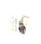 オカメインコのつばめちゃん（個別スタンプ：37）