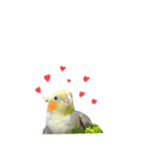 オカメインコのつばめちゃん（個別スタンプ：39）