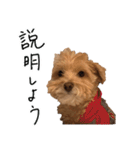もふ男公式スタンプ（個別スタンプ：33）