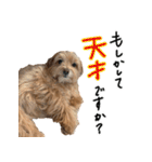 もふ男公式スタンプ（個別スタンプ：36）