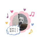 ウェスティの小太郎くん（個別スタンプ：5）